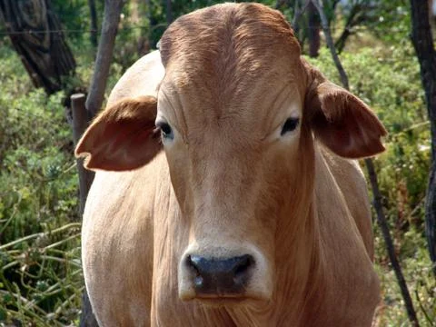 Cattle Stock Photos