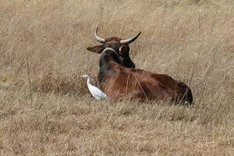 Cattle Stock Photos