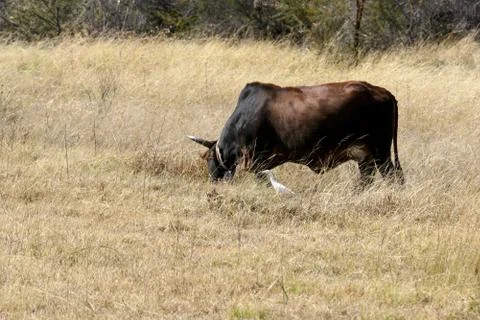 Cattle Stock Photos