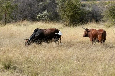Cattle Stock Photos