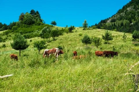 Cattle Stock Photos