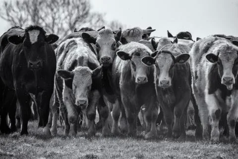 Cattle Stock Photos