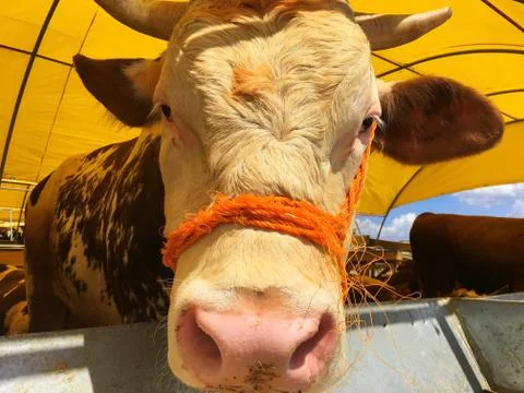 A cattle Stock Photos