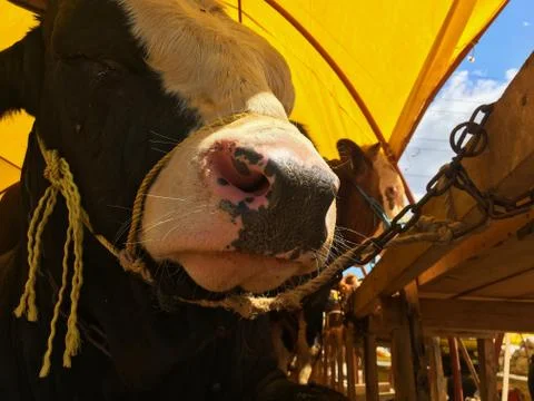 A cattle Stock Photos