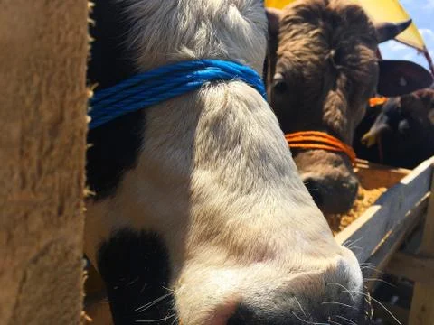 A cattle Stock Photos