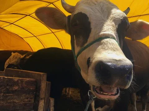 A cattle Stock Photos