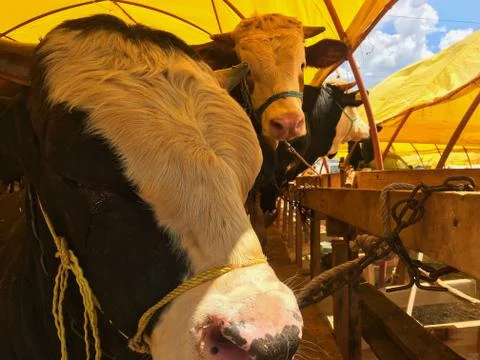 A cattle Stock Photos