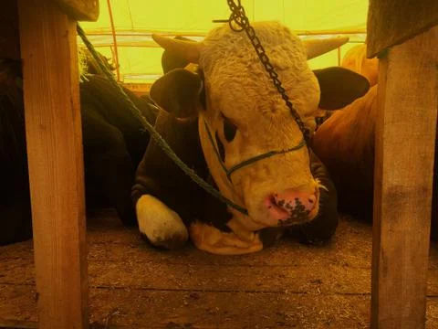 A cattle Stock Photos