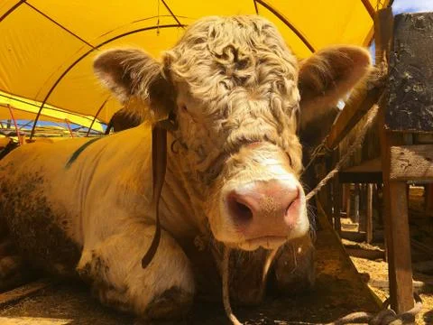 A cattle Stock Photos