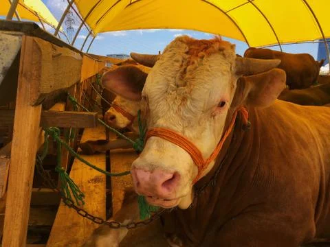 A cattle Stock Photos