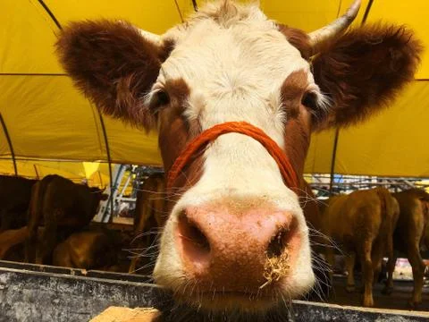 A cattle Stock Photos