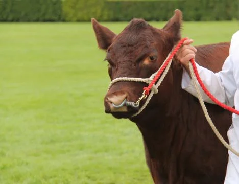 Cattle. Stock Photos