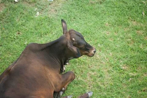 Cattle Stock Photos