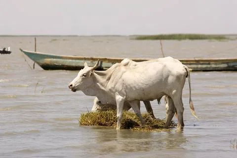 Cattle Stock Photos