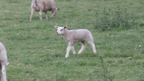Cattle of a playful lambs Stock Footage 100068815