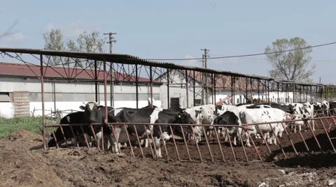 Cattle in a poor village Video stock 62468463