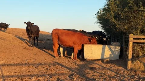 Cattle raised for beef free roaming on Wales field farm dairy production eco Stock Footage 346163879