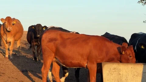 Cattle raised for beef free roaming on Wales field farm dairy production eco Stock Footage 346164095