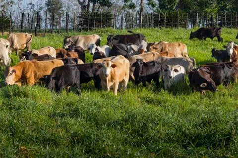 Cattle raising Stock Photos
