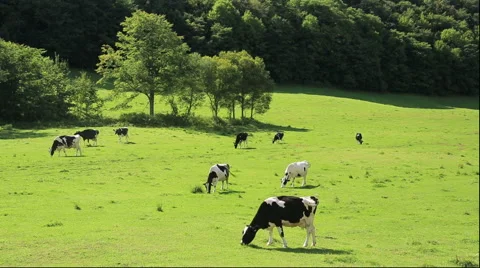 Cattle ranch in Hokkaido Видео 59791305
