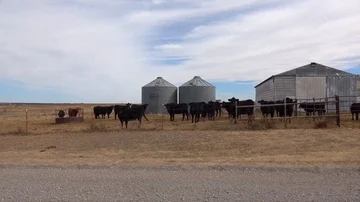 Cattle on ranch pasture. Stock Footage 86137399