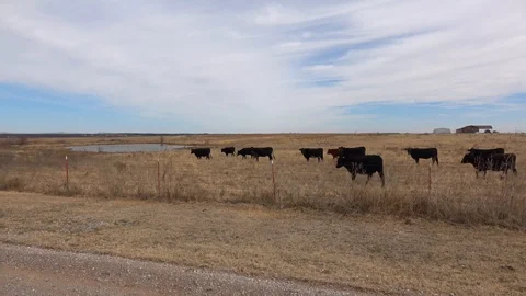 Cattle on ranch pasture. Stock Footage 86137436
