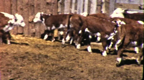 CATTLE Ranch Steers Cows in Pen Ranching 1950s Vintage Film Home Movie 9213 Stock Footage