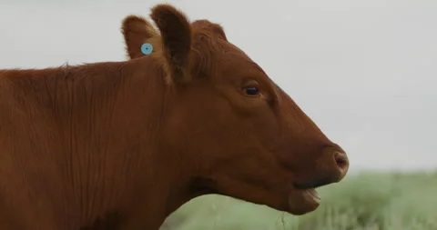 Cattle on a ranch in Wyoming Vídeo Stock 341704570