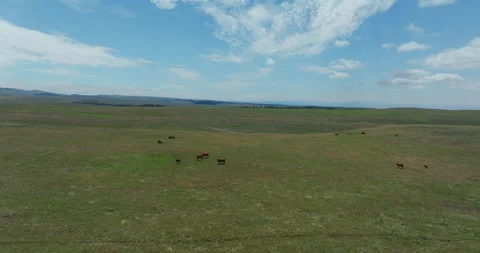 Cattle on a ranch in Wyoming Vídeo Stock 343467919