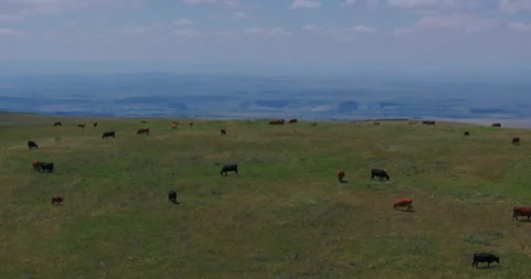 Cattle on a ranch in Wyoming 스톡 동영상 343468464