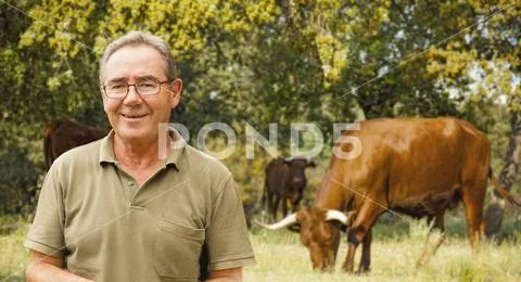 Cattle rancher portrait. Brown cows in the background. Stock Photos