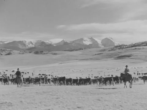 Cattle ranchers herd cattle Video stock 158186780
