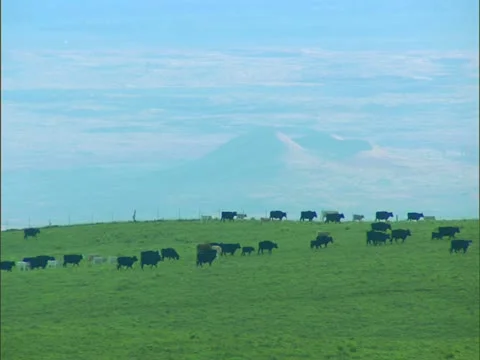 Cattle on Ranchland Stock-Footage 22244445