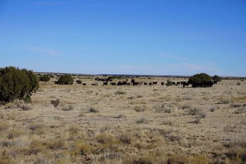 Cattle on the Range Stock Photos