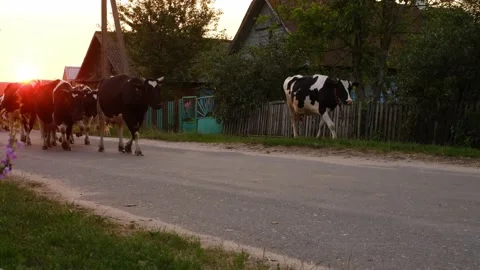 Cattle in the rays of the setting sun. Stock Footage 169322685