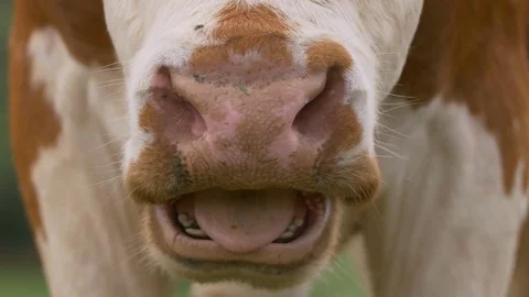Cattle re-chewing food Stock-Footage 79085544