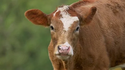 Cattle re-chewing food Stock Footage 79404557