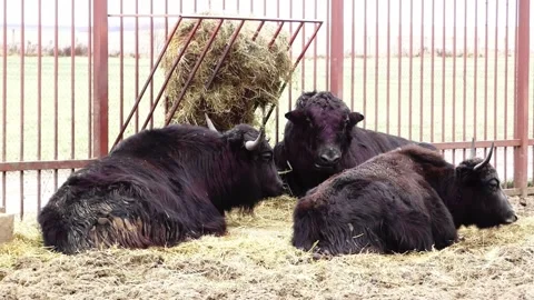 Cattle resting in a barn with straw and hay during afternoon hours in a rural se Stock Footage 327181436