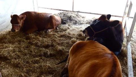 Cattle resting Video stock 120769961