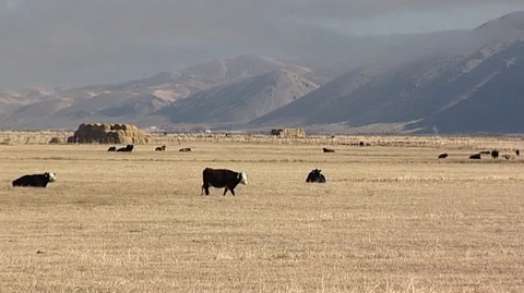 Cattle Resting in Golden Field Below Blue Mountains Stock Footage 105980175