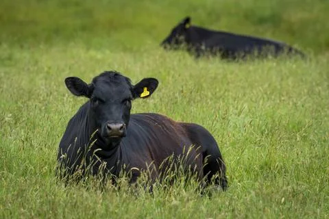 Cattle resting in paddock Stock Photos