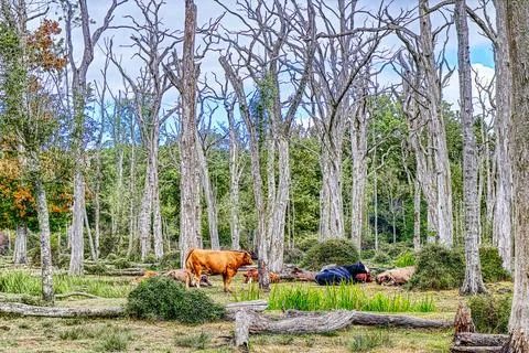 Cattle resting Stock Photos