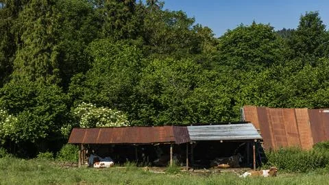 Cattle Resting in Rustic Mountain Farm Shelter Photos
