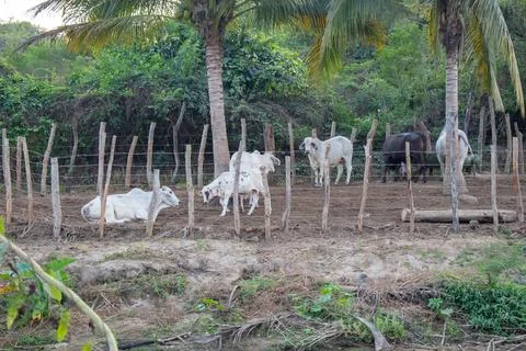Cattle Resting Under Palm Trees in Sabanillas, Guerrero Stock Photos