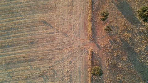 Cattle returning home aerial view timelapse, Alentejo, Portugal. Stock Footage 138348917