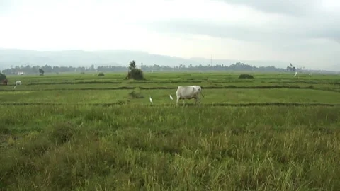 Cattle in the rice field 스톡 동영상 236178567