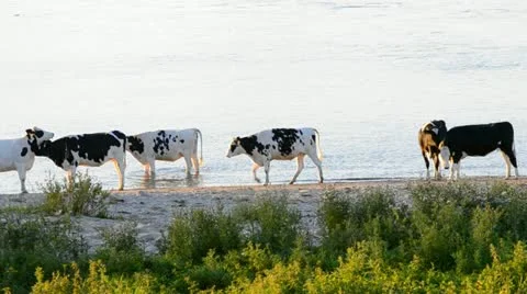 Cattle on the river Stock Footage 20490203