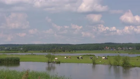 Cattle in river foreland, alongside the River Rhine (Lower Rhine valley) Stock Footage 138216425