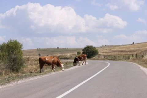 Cattle on the road Stock Photos
