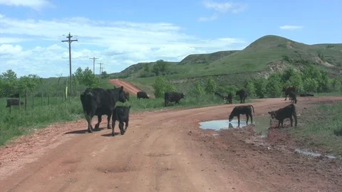Cattle on road -slow moving camera Stock Footage 105880880